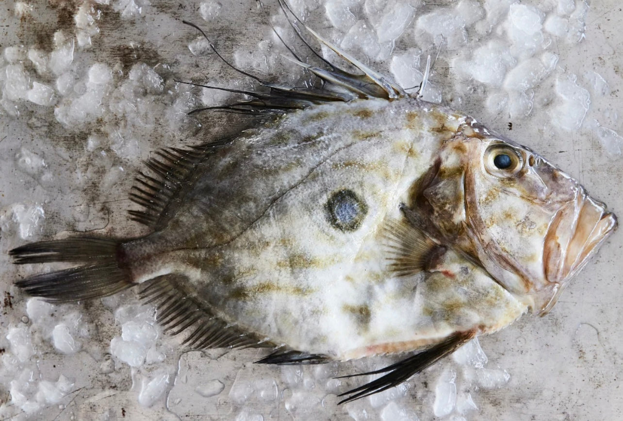 Whole John Dory