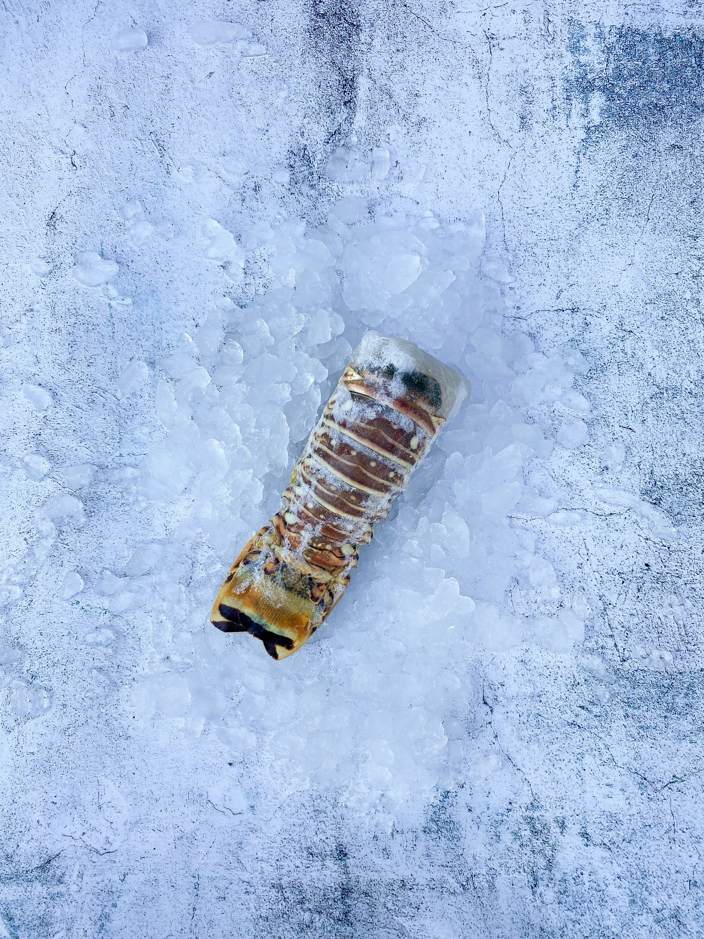 Frozen Lobster Tail