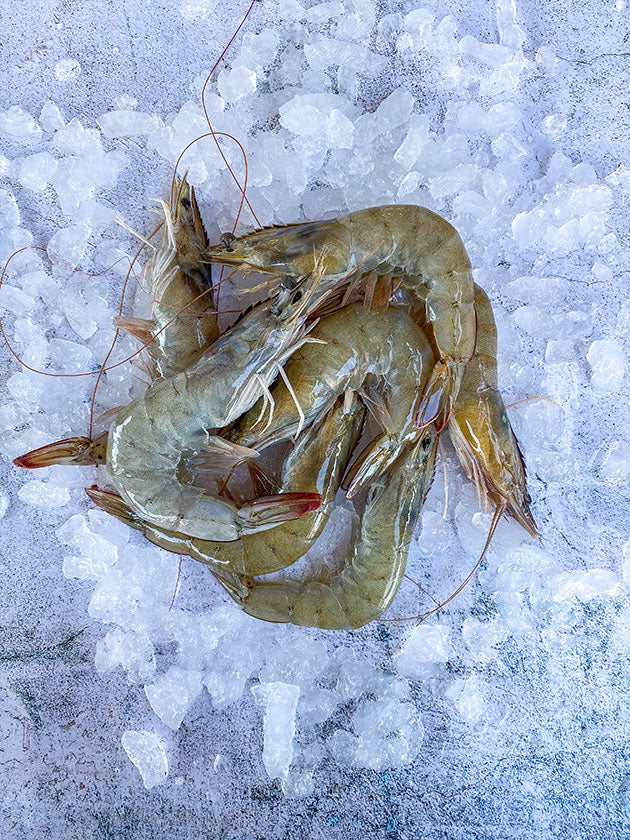 Sea Water White Raw King Prawns