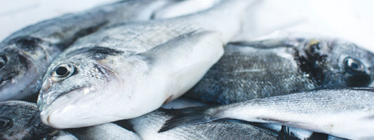 Why Jarvis Fishmonger Is a Local Favourite for Fresh, High-Quality Seafood