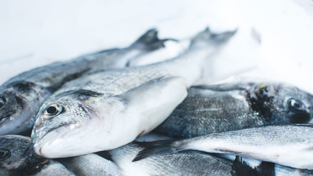 Summer Fish Dishes to Enjoy
