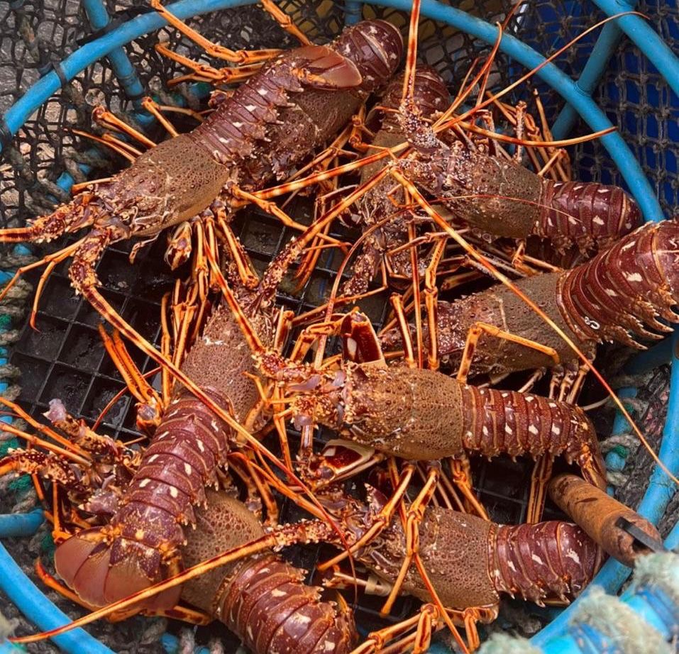 Cornish Crawfish
