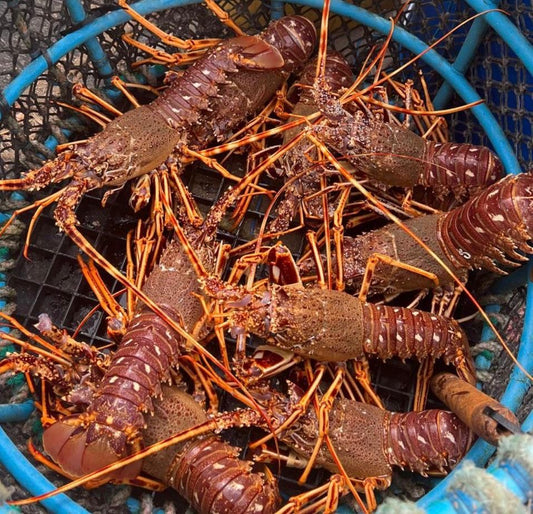 Cornish Crawfish