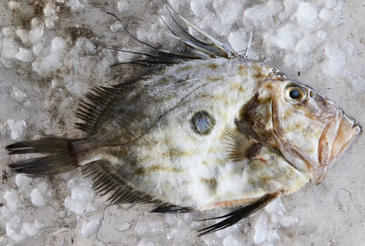 Whole John Dory