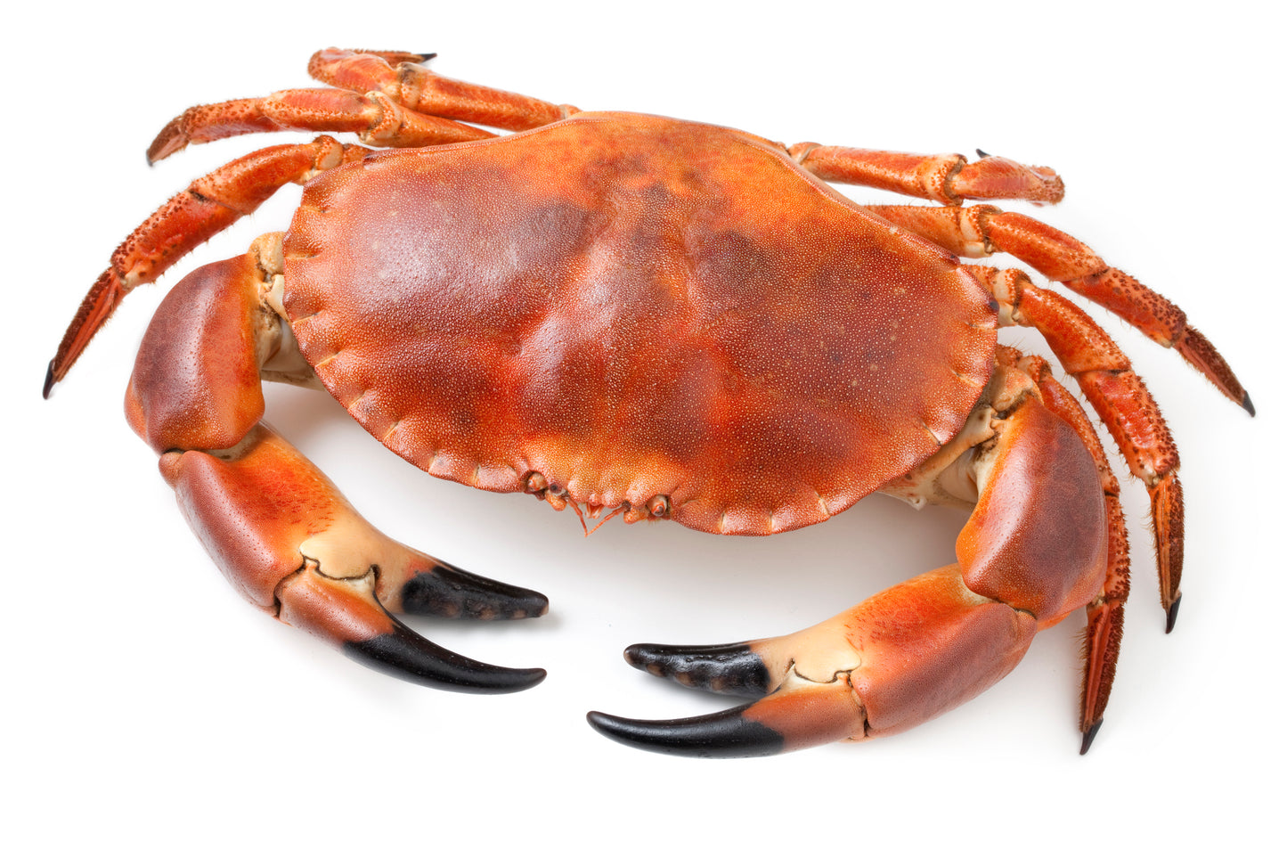 Whole Cock Crab 1-1.2Kg