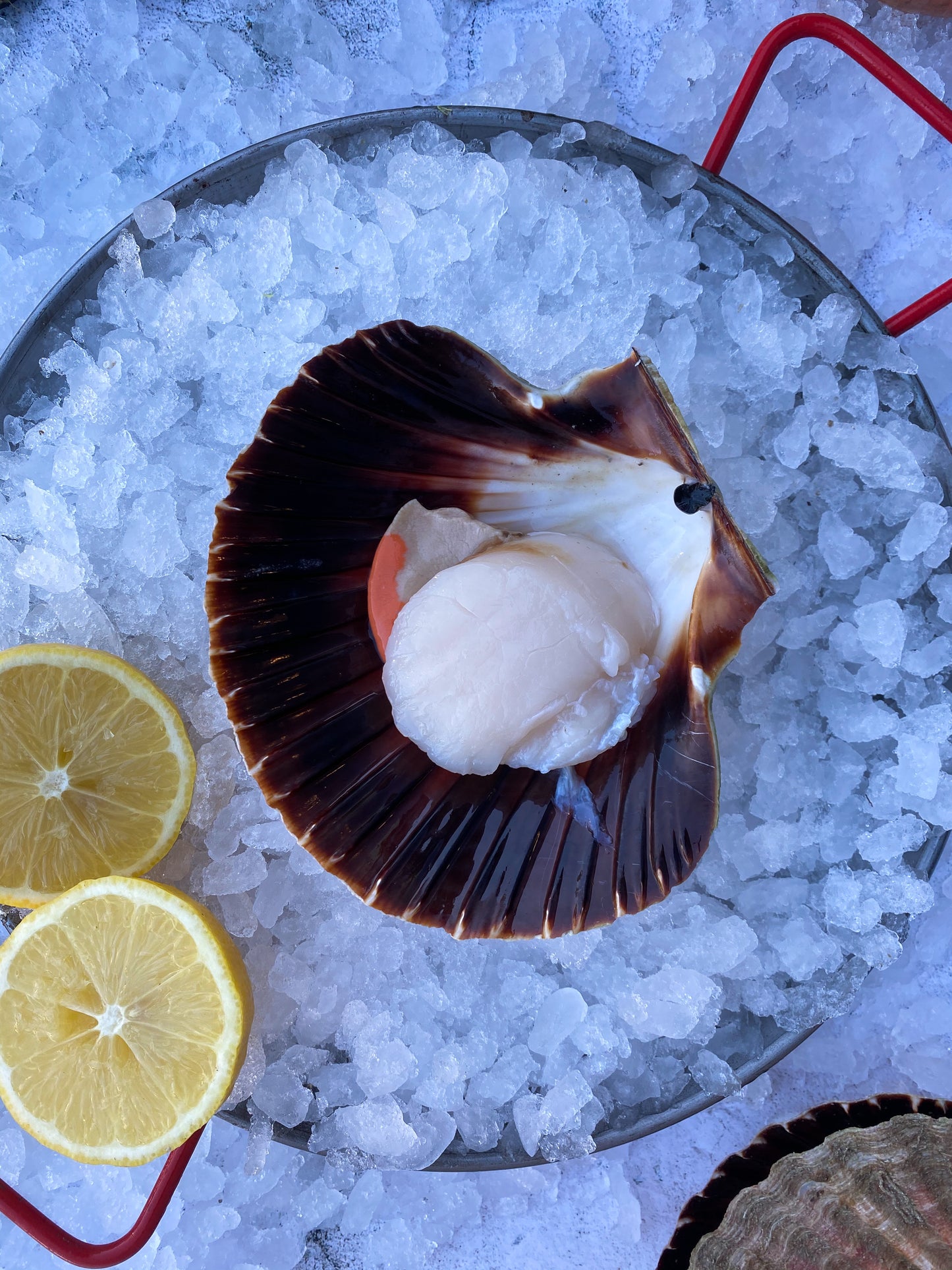 Hand Dived Dorset Scallops