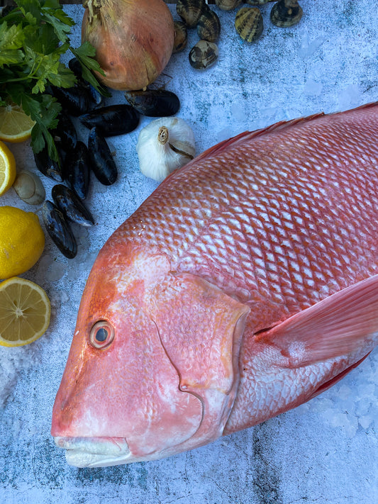 Red Sea Bream
