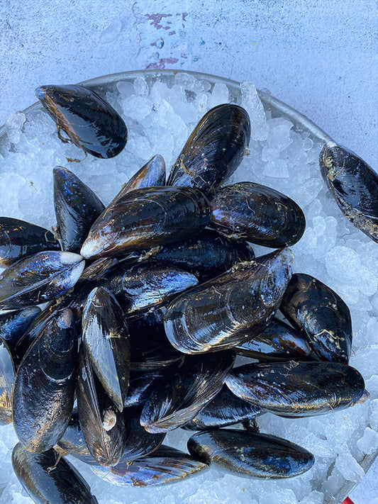 Shetland Isle Mussels