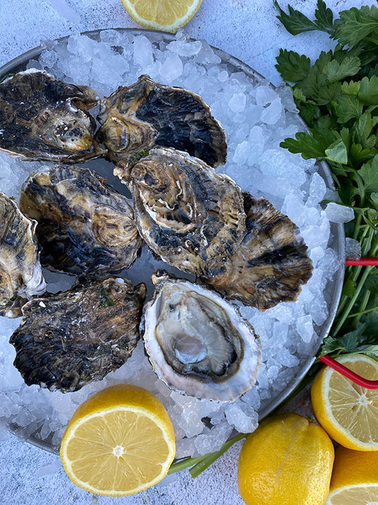 Oysters