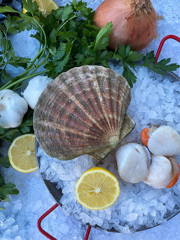 Hand Dived Dorset Scallops