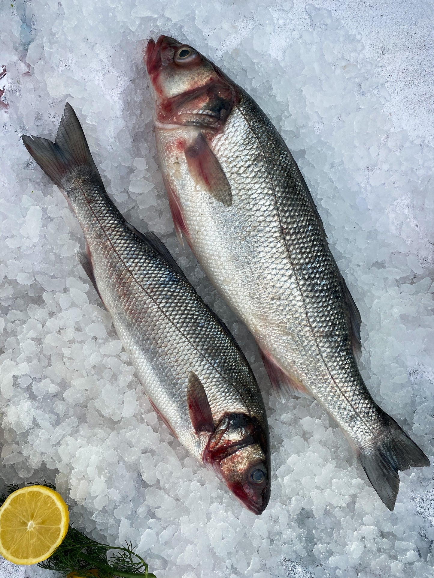 Whole Wild Line Caught Sea Bass