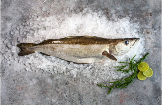 Cornish Pollock Fillets