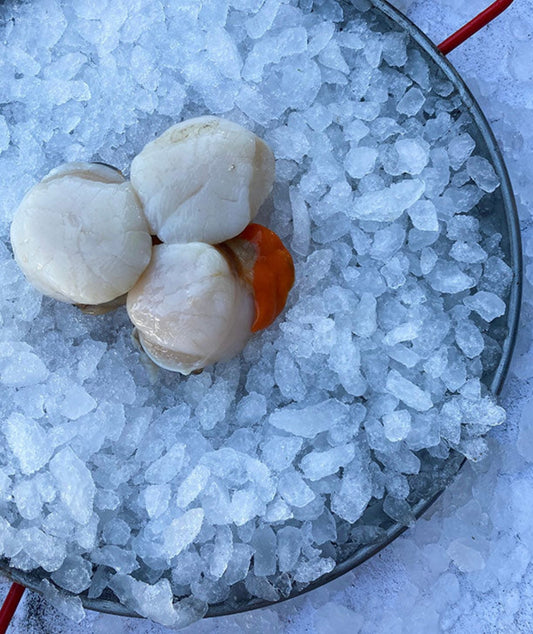 Scallops