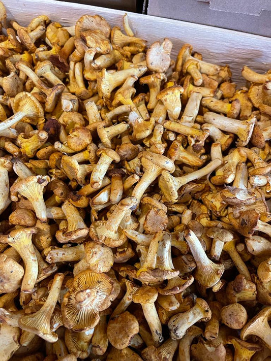 Wild Mushrooms