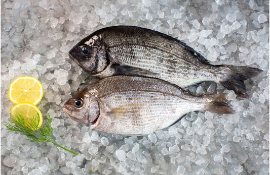 Wild Black Bream Fillet